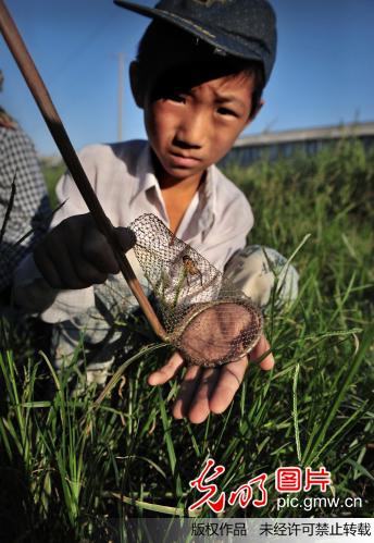 第三届金奖作品：捕虫者